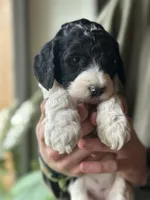 Raven, a female Poodle - Multi-Colored Standard for sale in South Glastonbury, CT – 1 of 6