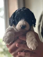 Raven, a female Poodle - Multi-Colored Standard for sale in South Glastonbury, CT – 3 of 6