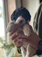 Raven, a female Poodle - Multi-Colored Standard for sale in South Glastonbury, CT – 4 of 6