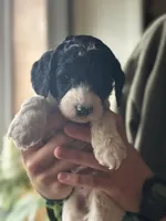 Raven, a female Poodle - Multi-Colored Standard for sale in South Glastonbury, CT – 6 of 6