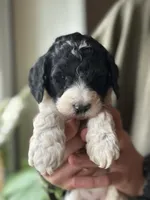 Raven, a female Poodle - Multi-Colored Standard for sale in South Glastonbury, CT – 2 of 6