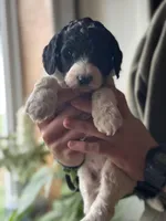 Raven, a female Poodle - Multi-Colored Standard for sale in South Glastonbury, CT – 5 of 6