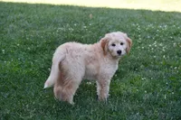 Purple doodle, a female Goldendoodle for sale in South Glastonbury, CT – Photo 1 of 9