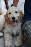 Purple doodle, a female Goldendoodle for sale in South Glastonbury, CT – Photo 2 of 9