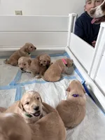 Purple doodle, a female Goldendoodle for sale in South Glastonbury, CT – Photo 6 of 9