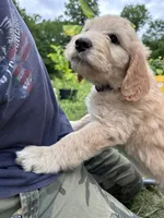 Purple doodle, a female Goldendoodle for sale in South Glastonbury, CT – Photo 3 of 9