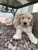 Purple doodle, a female Goldendoodle for sale in South Glastonbury, CT – Photo 7 of 9