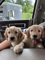 Purple doodle, a female Goldendoodle for sale in South Glastonbury, CT – Photo 4 of 9
