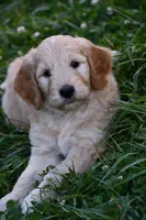 Purple doodle, a female Goldendoodle for sale in South Glastonbury, CT – Photo 5 of 9