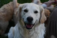 Purple doodle, a female Goldendoodle for sale in South Glastonbury, CT – Photo 9 of 9