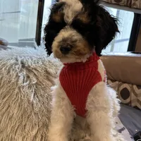 Max, a male Bernedoodle for sale in South Glastonbury, CT – Photo 4 of 5