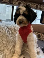 Max, a male Bernedoodle for sale in South Glastonbury, CT – Photo 4 of 5