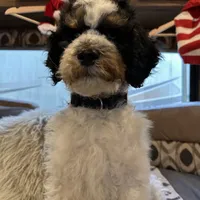 Max, a male Bernedoodle for sale in South Glastonbury, CT – Photo 5 of 5