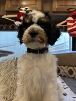 Max, a male Bernedoodle for sale in South Glastonbury, CT – Photo 5 of 5