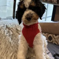 Max, a male Bernedoodle for sale in South Glastonbury, CT – Photo 1 of 5