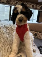 Max, a male Bernedoodle for sale in South Glastonbury, CT – Photo 1 of 5