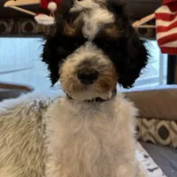 Max, a male Bernedoodle for sale in South Glastonbury, CT – Photo 2 of 5