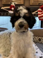 Max, a male Bernedoodle for sale in South Glastonbury, CT – Photo 2 of 5