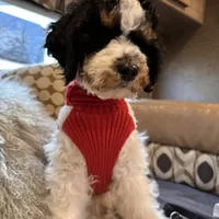 Max, a male Bernedoodle for sale in South Glastonbury, CT – Photo 3 of 5