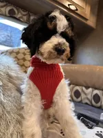 Max, a male Bernedoodle for sale in South Glastonbury, CT – Photo 3 of 5