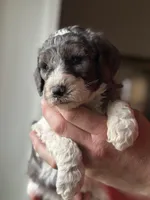 Dove, a female Poodle - Multi-Colored Standard for sale in South Glastonbury, CT – 4 of 8
