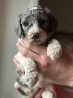 Dove, a female Poodle - Multi-Colored Standard for sale in South Glastonbury, CT – 2 of 8
