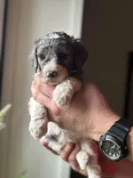 Dove, a female Poodle - Multi-Colored Standard for sale in South Glastonbury, CT – 6 of 8