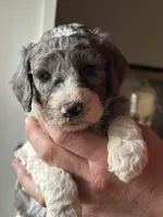 Dove, a female Poodle - Multi-Colored Standard for sale in South Glastonbury, CT – 7 of 8
