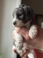 Dove, a female Poodle - Multi-Colored Standard for sale in South Glastonbury, CT – 5 of 8