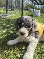 Dove, a female Poodle - Multi-Colored Standard for sale in South Glastonbury, CT – 8 of 8