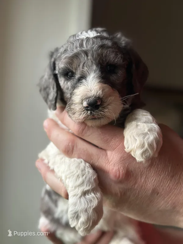 Dove – Poodle - Multi-Colored Standard puppy for sale in South Glastonbury, CT