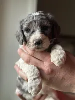 Dove, a female Poodle - Multi-Colored Standard for sale in South Glastonbury, CT – 1 of 8