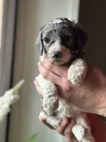 Dove, a female Poodle - Multi-Colored Standard for sale in South Glastonbury, CT – 3 of 8