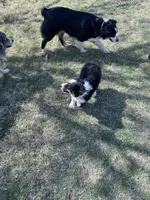 Bear, a male Australian Shepherd for sale in South Glastonbury, CT – Photo 9 of 10