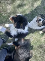 Bear, a male Australian Shepherd for sale in South Glastonbury, CT – Photo 6 of 10
