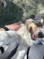 Bear, a male Australian Shepherd for sale in South Glastonbury, CT – Photo 5 of 10