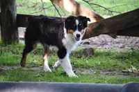 Bear, a male Australian Shepherd for sale in South Glastonbury, CT – Photo 1 of 10
