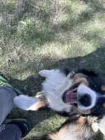 Bear, a male Australian Shepherd for sale in South Glastonbury, CT – Photo 4 of 10