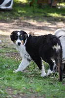 Bear, a male Australian Shepherd for sale in South Glastonbury, CT – Photo 2 of 10