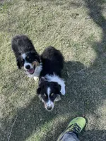 Bear, a male Australian Shepherd for sale in South Glastonbury, CT – Photo 10 of 10