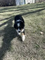 Bear, a male Australian Shepherd for sale in South Glastonbury, CT – Photo 8 of 10