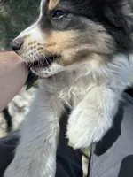 Bear, a male Australian Shepherd for sale in South Glastonbury, CT – Photo 7 of 10