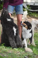 Bear, a male Australian Shepherd for sale in South Glastonbury, CT – Photo 3 of 10