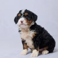Abby, a female Miniature Bernedoodle for sale in Apple Creek, OH – Photo 1 of 2