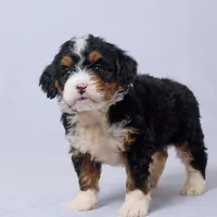 Abby, a female Miniature Bernedoodle for sale in Apple Creek, OH – Photo 2 of 2