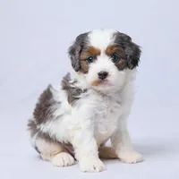 Roscoe, a male Cavapoo for sale in Apple Creek, OH – Photo 2 of 4