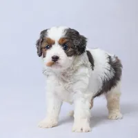 Roscoe, a male Cavapoo for sale in Apple Creek, OH – Photo 1 of 4