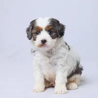 Roscoe, a male Cavapoo for sale in Apple Creek, OH – Photo 4 of 4
