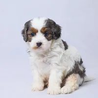 Roscoe, a male Cavapoo for sale in Apple Creek, OH – Photo 3 of 4
