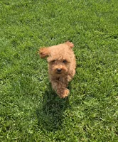 Jack, a male Poodle - Toy  for sale in Apple Creek, OH – 6 of 7